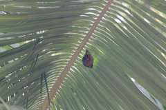 Cynopterus