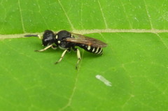 Ectemnius trifasciatus