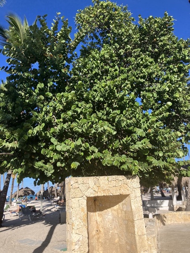 Foto de Uva-do-mar