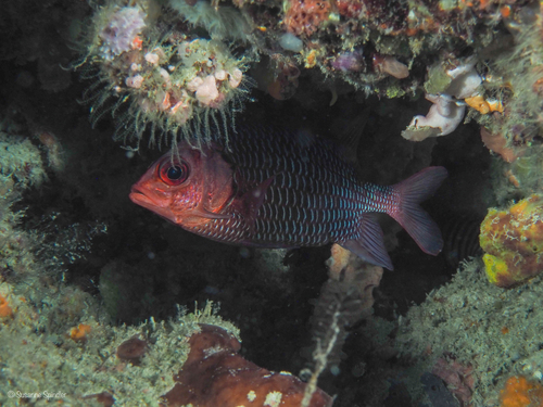 Sargocentron violaceum observed 2024-12-13