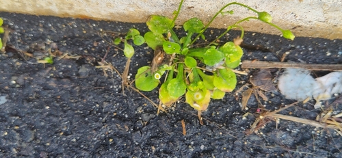 Erigeron bellioides observed 2024-12-29