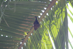 Cynopterus