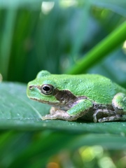 Hyla japonica