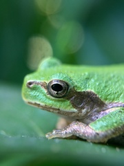 Hyla japonica