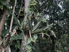 Marmorata (Quesnelia marmorata)