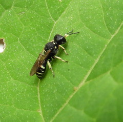 Ectemnius trifasciatus