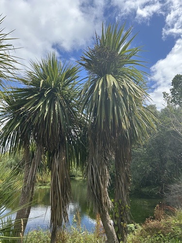 Foto de Dracena chocolate