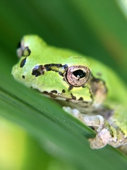 Hyla japonica