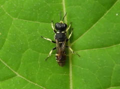 Ectemnius trifasciatus