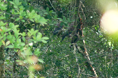 Patagioenas speciosa