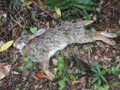 Sylvilagus brasiliensis