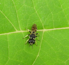 Ectemnius trifasciatus