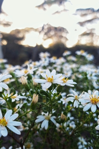 Mueller Daisy-bush
