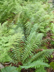 Polystichum braunii image