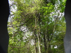 Strychnos panamensis