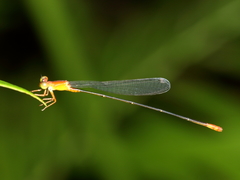 Teinobasis rufithorax