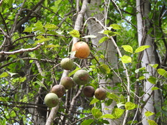 Strychnos panamensis