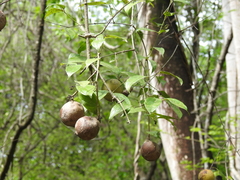 Strychnos panamensis