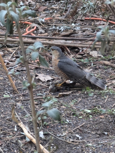 Sharp-shinned Hawk photographed in Michigan