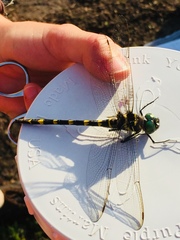 Macromia