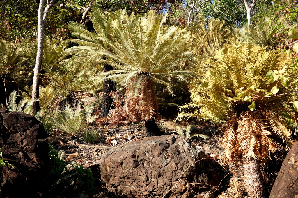 Cycas basaltica