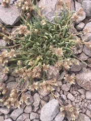 Phacelia hastata compacta