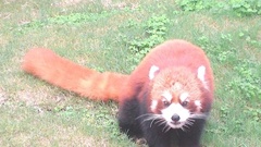 Ailurus fulgens