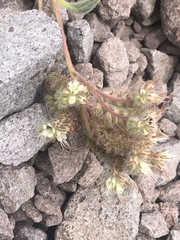 Phacelia hastata compacta