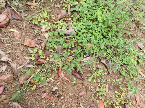 Solanum opacum