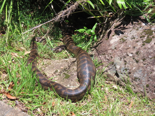 Coastal Carpet Python sighting