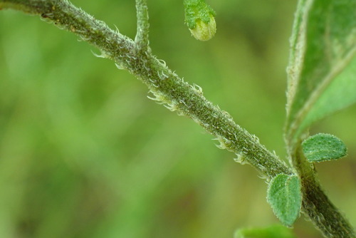 Solanum opacum