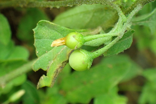 Solanum opacum