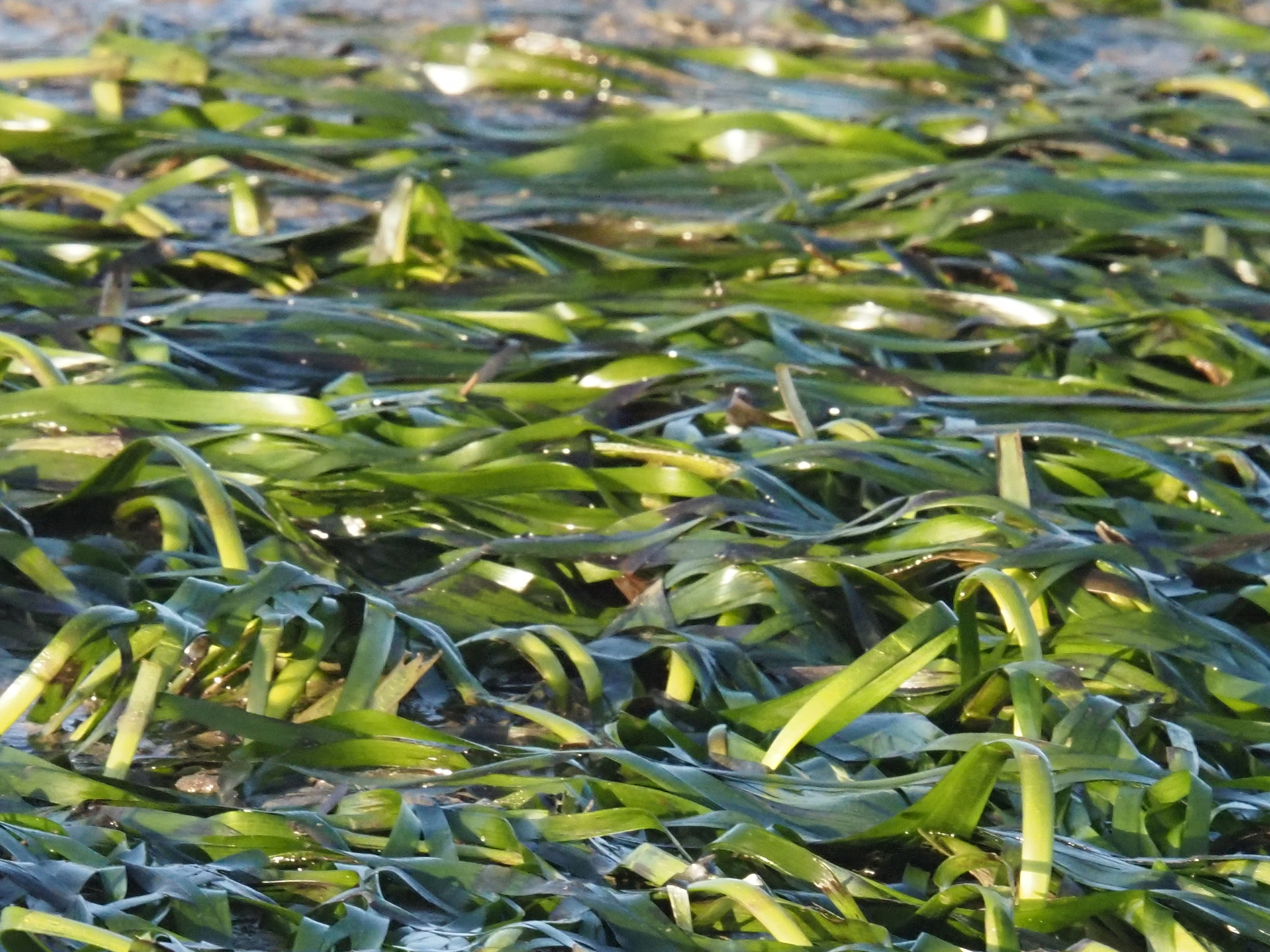 Imagem de Grama marinha