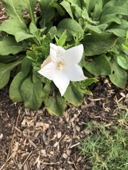 Platycodon grandiflorus