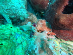 Antennarius multiocellatus