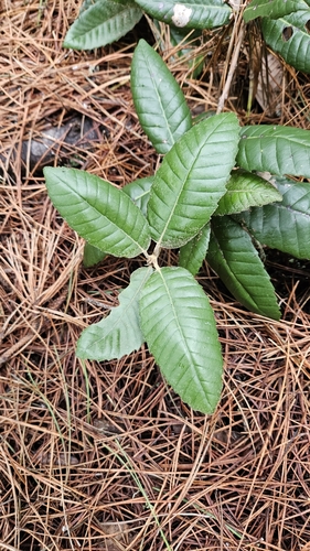 Foto de Tanoeiro