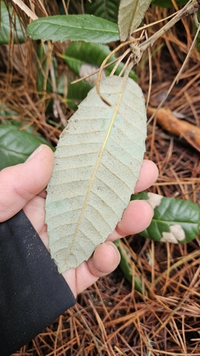 Foto de Tanoeiro