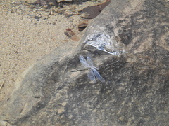 Brechmorhoga praecox
