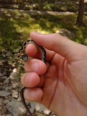 Thamnophis cyrtopsis ocellatus