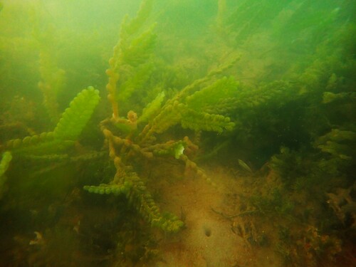 Image of Caulerpa cactoides by (c) ttsquid, some rights reserved (CC BY)