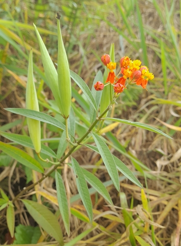 Foto de Algodãozinho-do-campo