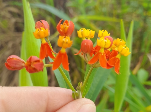 Foto de Algodãozinho-do-campo
