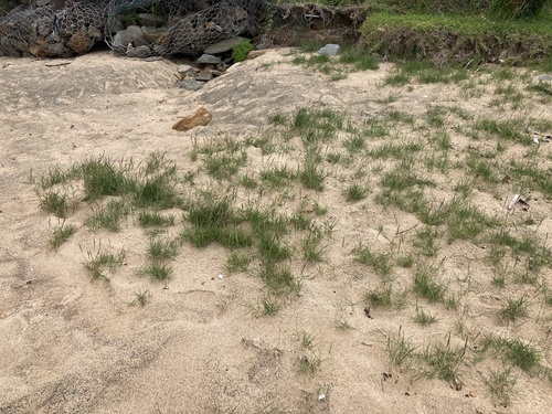 Foto de Capim-da-praia