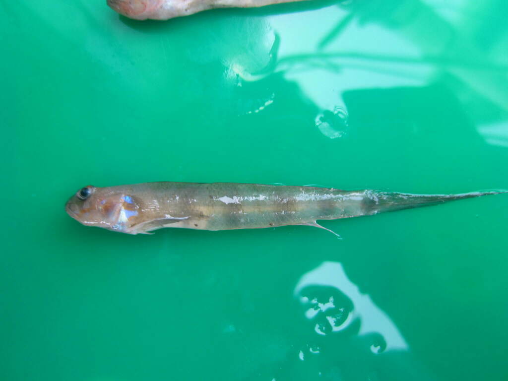 Jester Goby