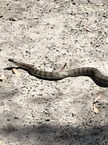 Eastern Tiger Snake sighting