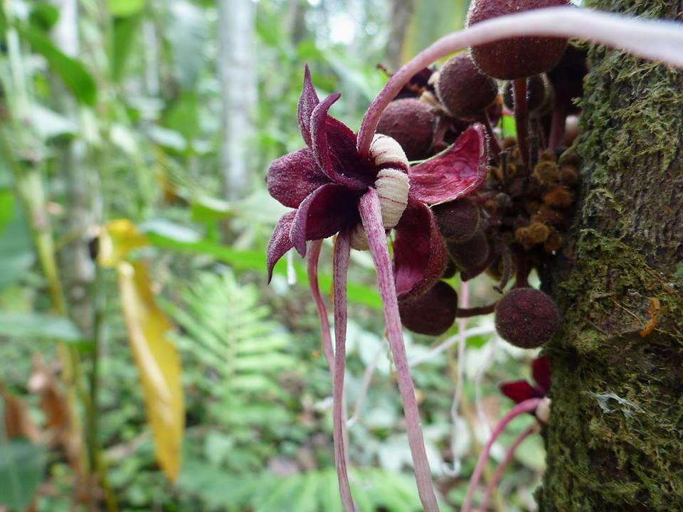 Herrania balaensis (Monkey Cocoa)