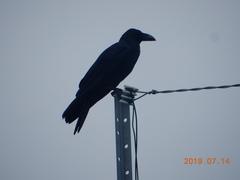 Corvus macrorhynchos