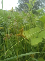 Cyperus pallidicolor