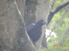 Corvus macrorhynchos