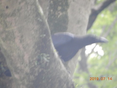 Corvus macrorhynchos